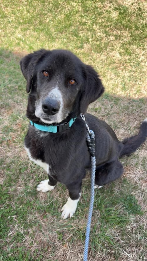 FIA ("FIADH"): NOT AT SHELTER (MAIA) - Border Collie / Great Pyrenees for adoption in Lynchburg