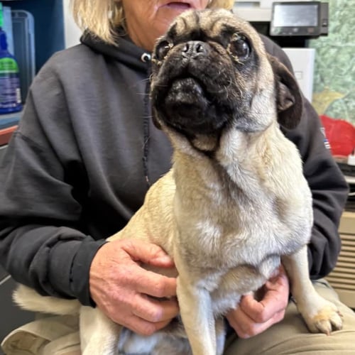 PUGSLEY - NOT AT SHELTER AVAILABLE 4/26
