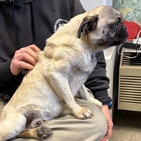 Pugsley: Not At shelter (Glenn) - Photo 5