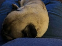 Pugsley: Not At shelter (Glenn) - Photo 3