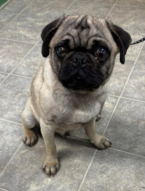 Pugsley: Not At shelter (Glenn) Image