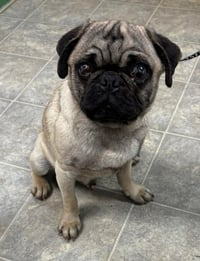 Pugsley: Not At shelter (Glenn) - Photo 1