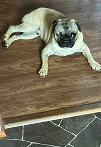 Pugsley: Not At shelter (Glenn) - Photo 2