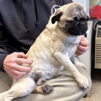 Pugsley: Not At shelter (Glenn) - Photo 6