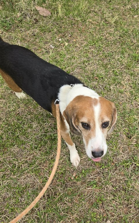 Hightower - At shelter available 4/20 Image