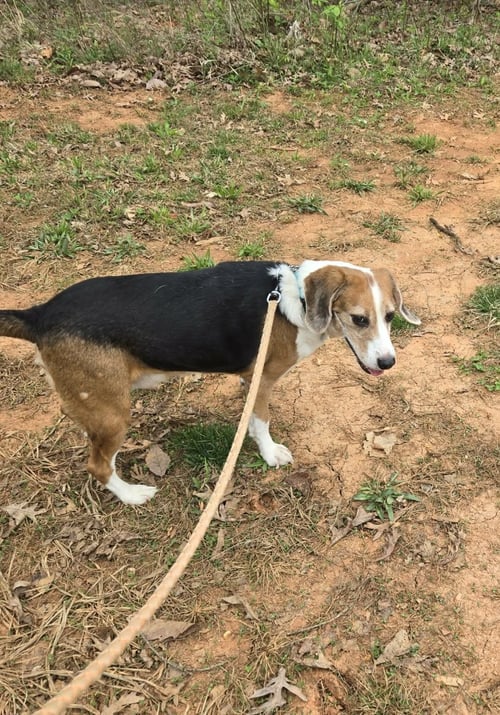 HIGHTOWER - AT SHELTER AVAILABLE 4/20 - Beagle available for adoption