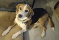 Hightower: Not At shelter (Wendy) - Photo 2