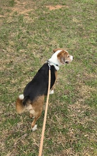 Hightower - At shelter available 4/20 - Photo 3