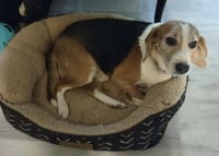Hightower: Not At shelter (Wendy) - Photo 3