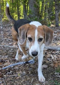 Hightower: Not At shelter (Wendy) - Photo 4