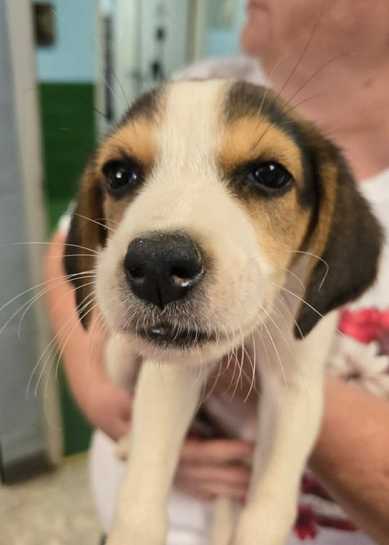 Katie - Not At shelter (Kendra) available 7/8 Image