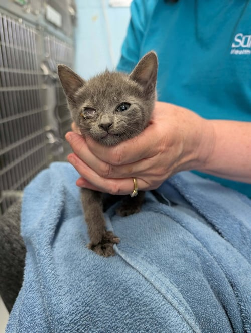 ARIA - AT SHELTER - Domestic Short Hair available for adoption