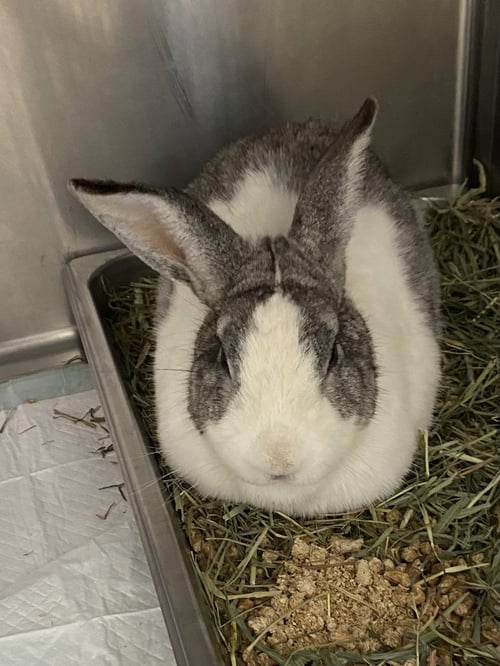 MR BUNS - NOT AT SHELTER (GINA) - American available for adoption