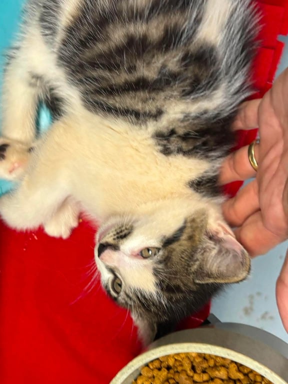Marvin - Not at shelter (Sierra) Image