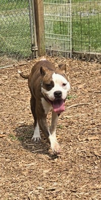 Lowen - At shelter available 7/24 - Photo 1