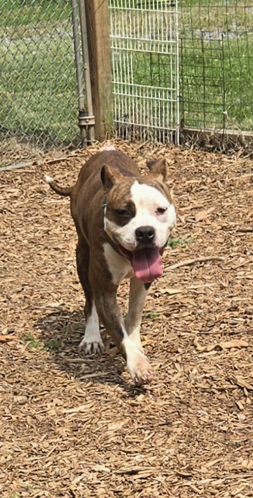 LOWEN - AT SHELTER AVAILABLE 7/24 - Pit Bull Terrier available for adoption