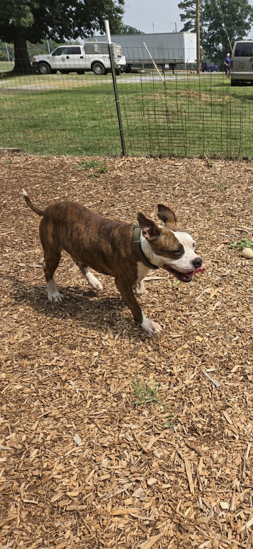 LOWEN - AT SHELTER AVAILABLE 7/24 - Pit Bull Terrier available for adoption
