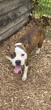 Lowen - At shelter available 7/24 - Photo 3