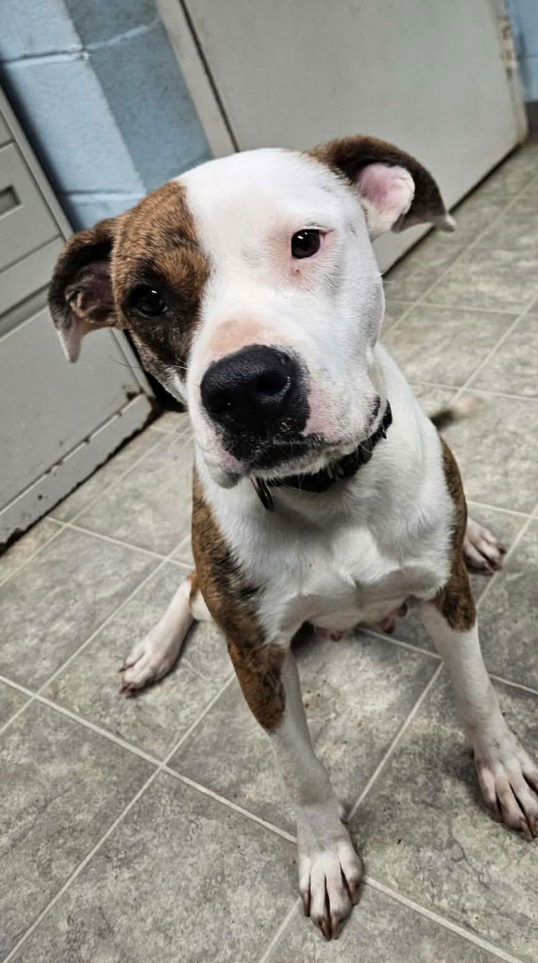 REBEL: AT THE SHELTER - Pit Bull Terrier available for adoption