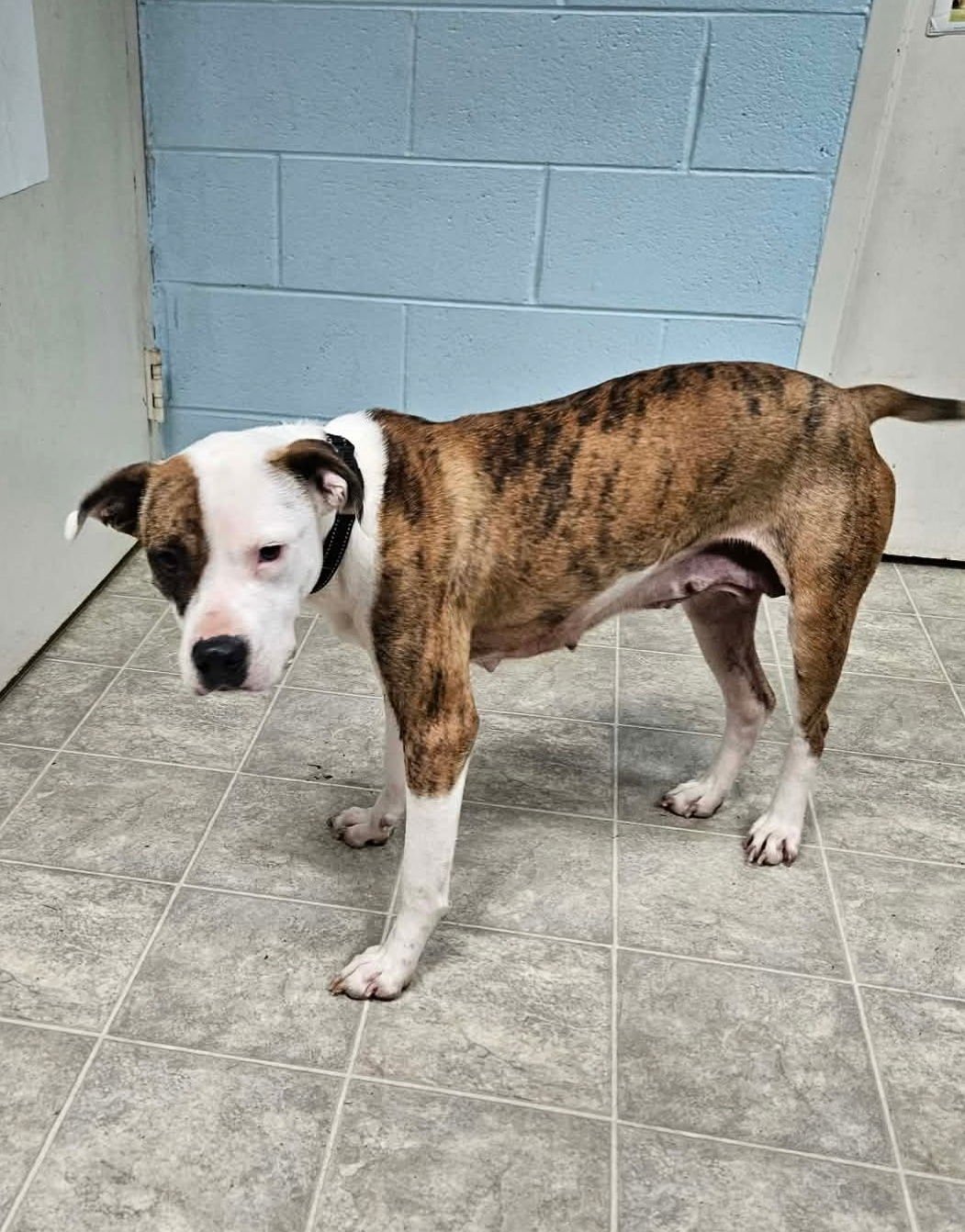 REBEL: AT THE SHELTER - Pit Bull Terrier available for adoption