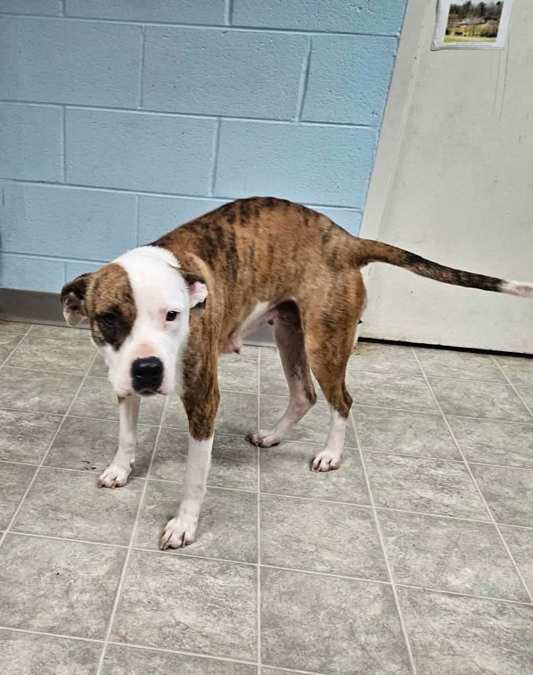 Rebel: At the Shelter - Photo 3