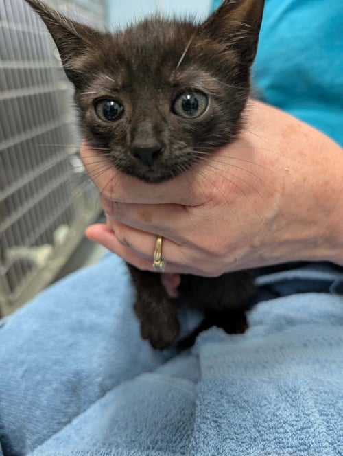 FUGA - AT SHELTER - Domestic Short Hair available for adoption