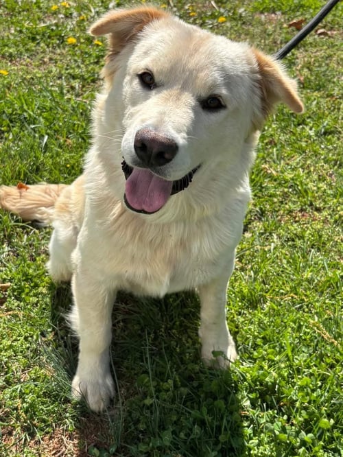 CHARLIE: AT SHELTER - Retriever available for adoption