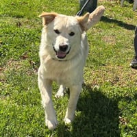 Charlie: At shelter - Photo 2