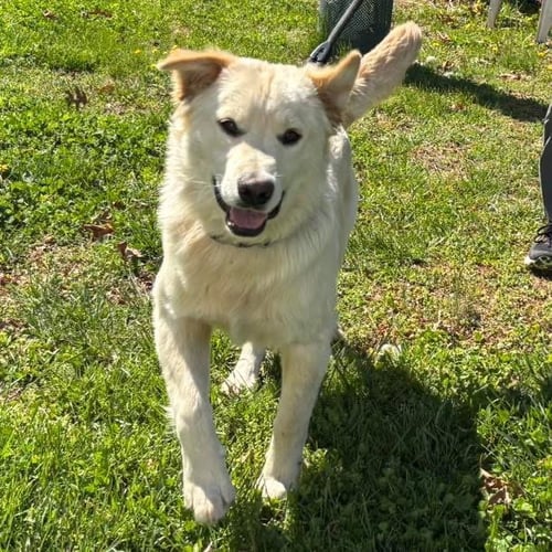 CHARLIE: AT SHELTER - Retriever available for adoption