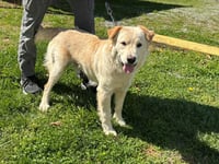 Charlie: At shelter - Photo 3