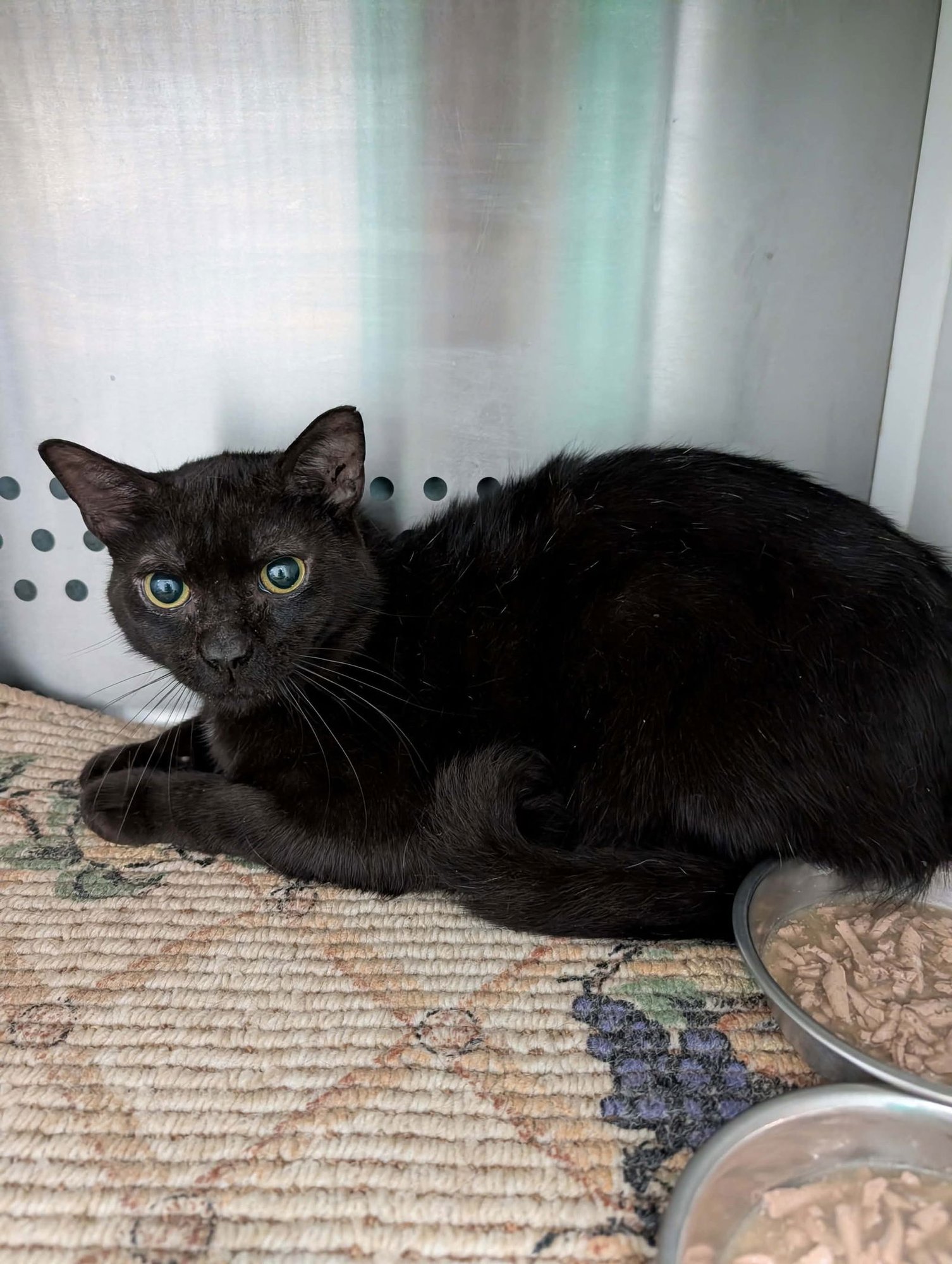 FREDDY:  NOT AT SHELTER (DEBRA) - Domestic Short Hair available for adoption