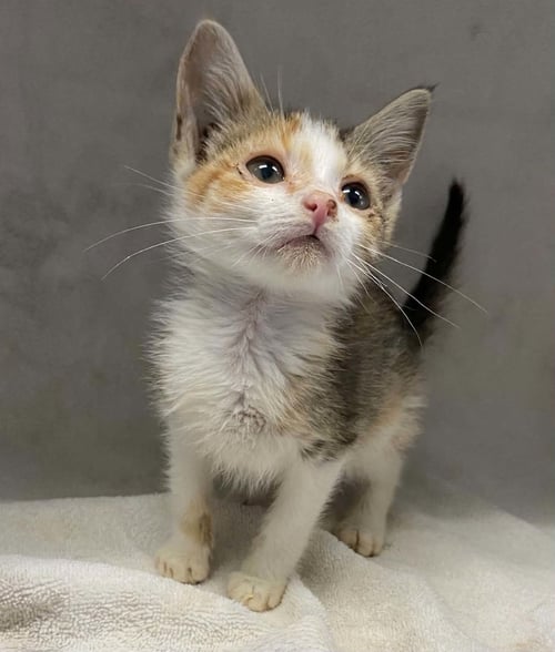 TINA TURNER - AT SHELTER - Domestic Short Hair available for adoption