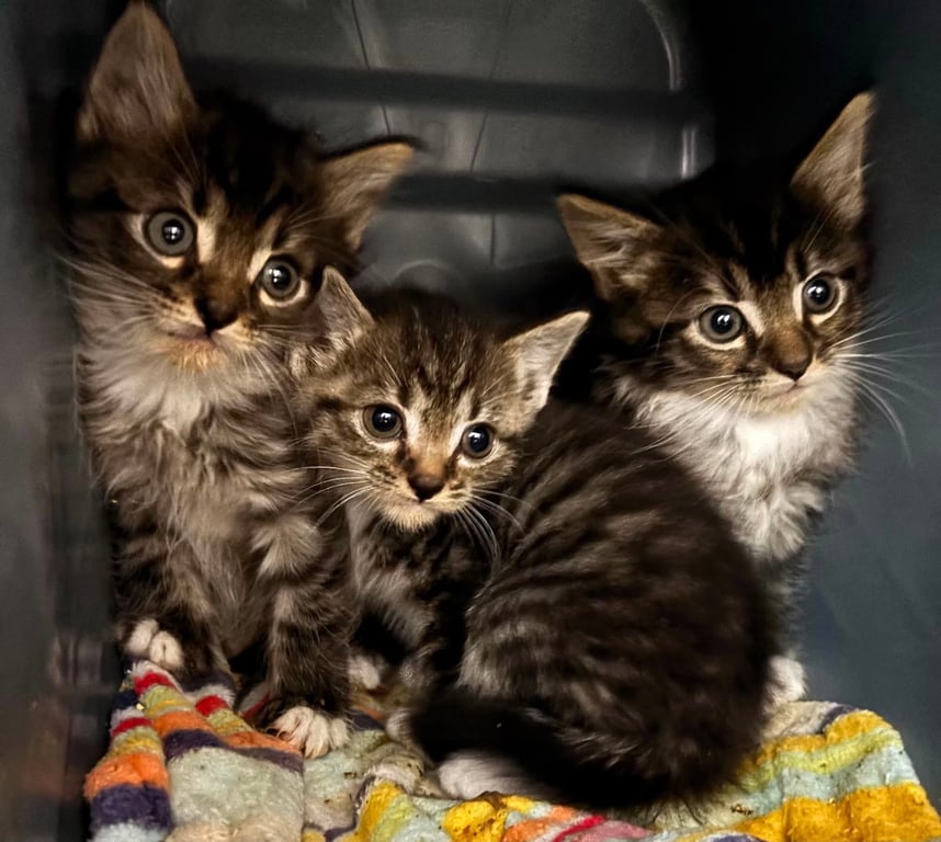 Morgan: Not at shelter (Barbe) Image