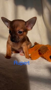 Rupert - Not at shelter - Photo 1