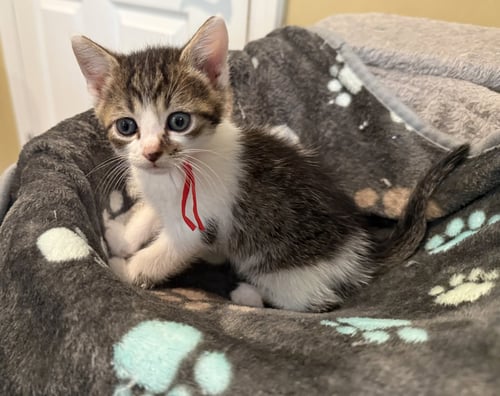 STUMBLES-NOT AT THE SHELTER (FAITH) - Domestic Short Hair / Tabby available for adoption