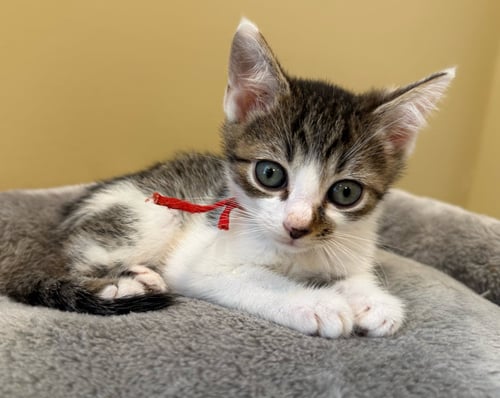 STUMBLES-NOT AT THE SHELTER (FAITH) - Domestic Short Hair / Tabby available for adoption