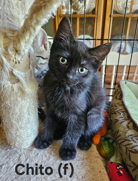 Chito - Visit At Petsmart Lynchburg Image