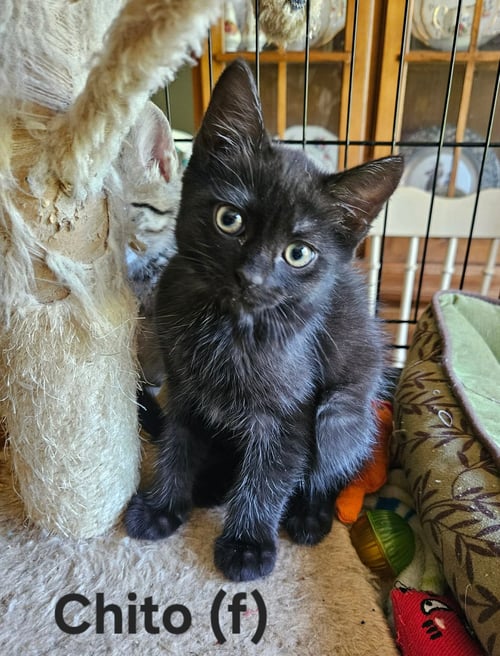 CHITO - VISIT AT PETSMART LYNCHBURG - Domestic Short Hair available for adoption