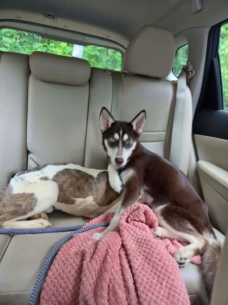 COCO: NOT AT SHELTER (AV 7/15)