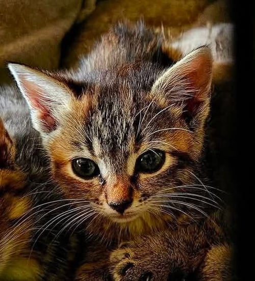 TAMMY - NOT AT SHELTER (KENDRA) - Domestic Short Hair available for adoption