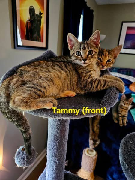TAMMY - NOT AT SHELTER (KENDRA) - Domestic Short Hair available for adoption