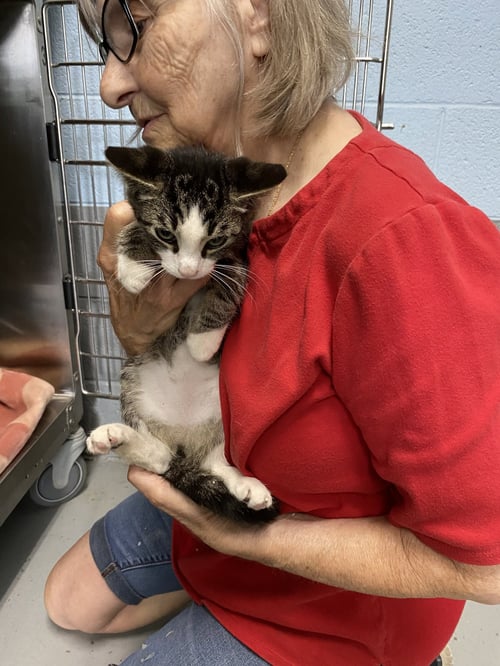 BIRCH - VISIT AT PETSMART LYNCHBURG - Domestic Short Hair available for adoption