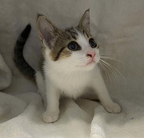CYNDI LAPER - AT SHELTER - Domestic Short Hair available for adoption