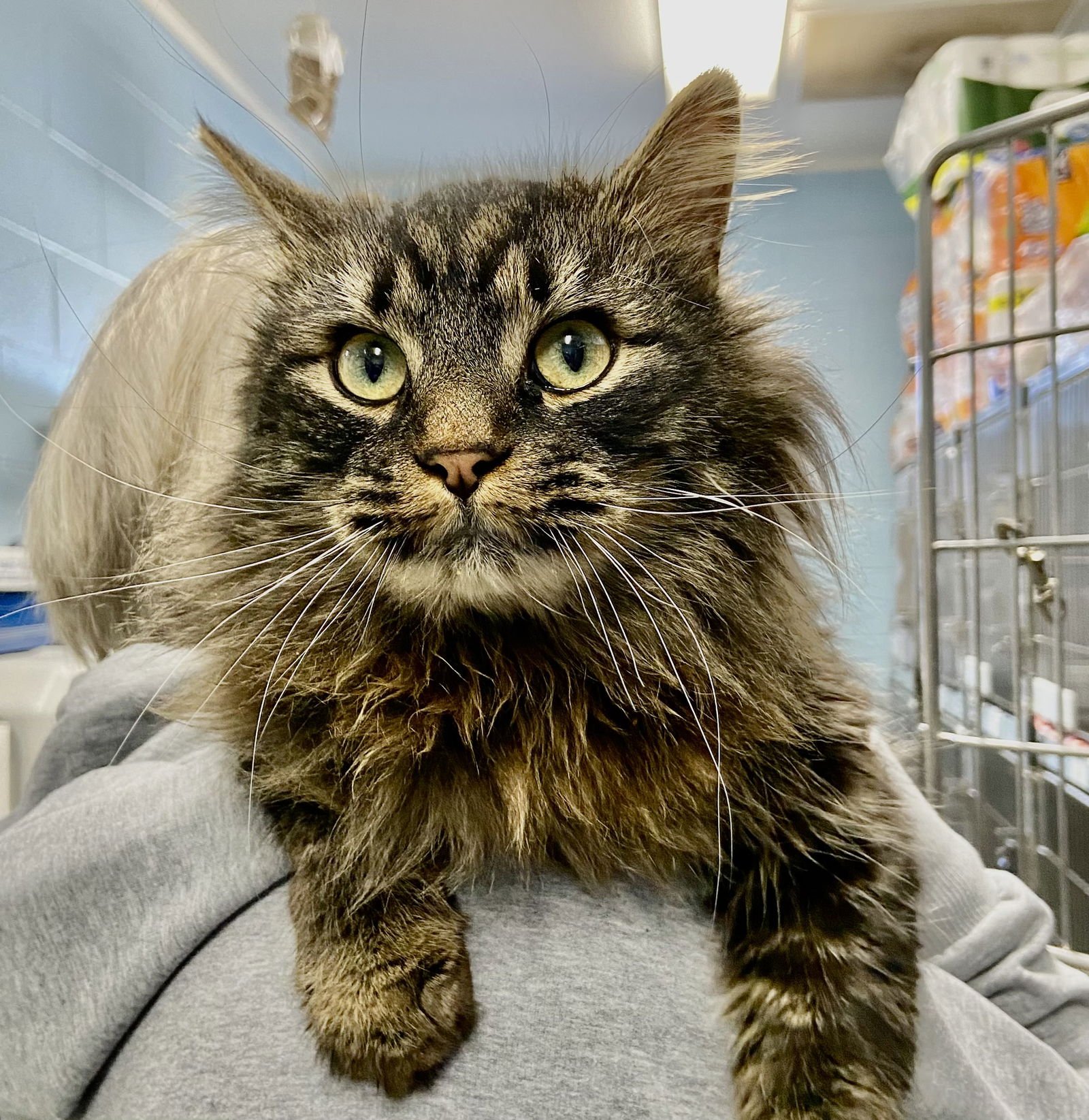 LADY ABERLIN: AT SHELTER - Domestic Short Hair available for adoption