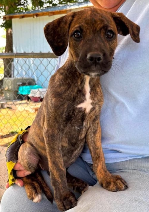 JOAN OF BARK: NOT AT THE SHELTER - Boxer / Retriever available for adoption