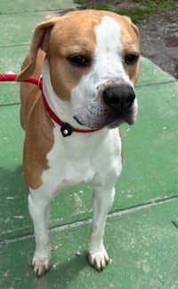 Winston - At shelter - Photo 1