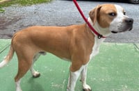 Winston - At shelter - Photo 2