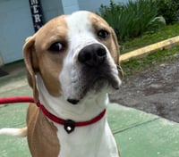 Winston - At shelter - Photo 3