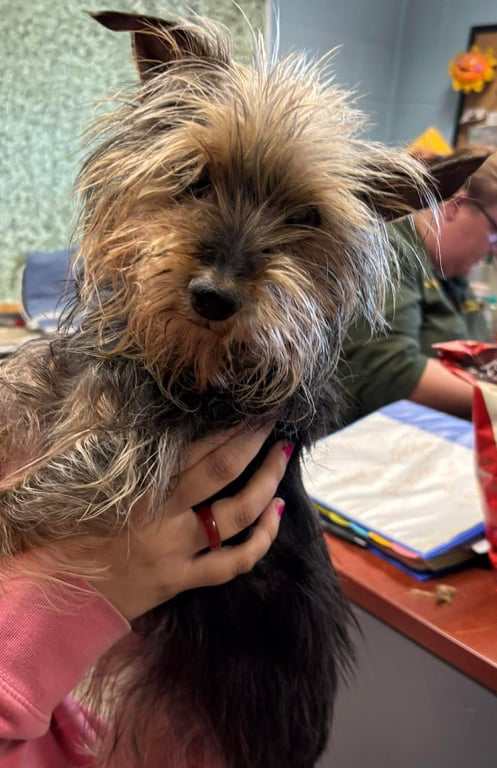 Katie: Not at shelter (Lasell) Image