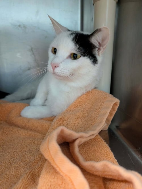 AINE: NOT AT SHELTER (KENDRA) - Domestic Short Hair available for adoption